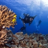 Kona Ocean Adventures gallery