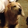Beau's Bath House and Doggie Spa gallery