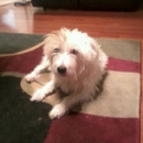 Ark Animal Hospital - Pet Services