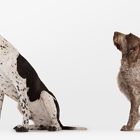 Rawls Veterinary Hospital