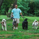 Born 2 Wag: Dog Walking/Sitting/Training - Pet Sitting & Exercising Services