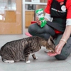 Atlanta Humane Society - Mansell Campus gallery