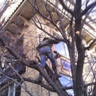 Affordable Tree Service - TREE M.D.