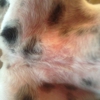 Malabar Country Veterinarian Clinic gallery