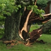 Brothers in Arms Tree Services gallery