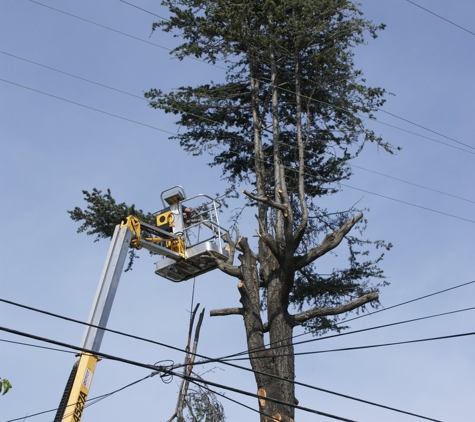 Walker's Tree Service - Bellflower, CA