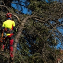 Arbor Tree Care - Tree Service