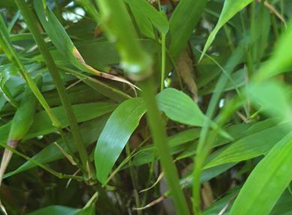 Little Edan Bamboo - Collombatti, NSW