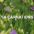 SA Carnations Pty Ltd - Wholesale Florist
