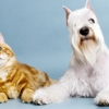Country Pets Grooming gallery