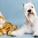 Country Pets Grooming - Pet Services