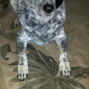 Mini Pet Mart - Dog & Cat Furnishings & Supplies
