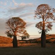 Gallery Image Number 4