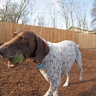 Pawsitive Dog Daycare