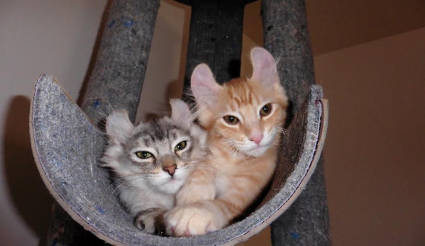 Fetch! Pet Care. Mona / BenBen cute kittens.