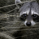 Integrity Wildlife Removal - Pest Control Services