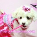 Puppy Heaven - Pet Stores