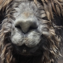 Silken Suri Alpaca Ranch - Farms