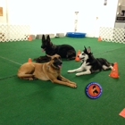 Rush K9 Doral