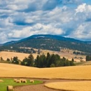 Shea Insurance Agency - Insurance