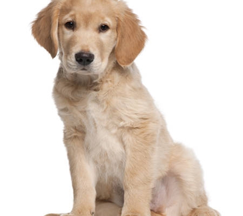 Warwick Town & Country Vets - Warwick, QLD
