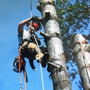 Tall Timbers Tree Service - Firewood