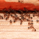 Sure Thing Pest Control - Pest Control Equipment & Supplies
