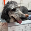 Woof Gang Bakery & Grooming Raleigh gallery