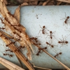 Bugstoppers Pest Control gallery