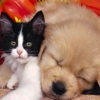 Debra's Pet Care - Pet Sitting Services gallery