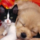 Debra's Pet Care - Pet Sitting Services - Pet Services