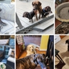 Sofia's Dog Boarding Services gallery