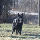 Blue River Kennels - Pet Breeders
