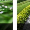 Vissat Lawn and Landscape gallery