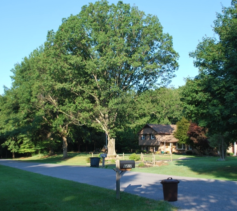 Berra Tree Experts - Burtonsville, MD. before 3 large oak trees