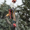 Alpenglow Tree Care gallery