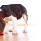 High Paw Pet Supplies