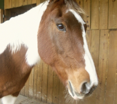 Saddle Up Stables - Bridgeville, DE