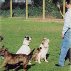 Badger Creek Kennels