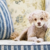 Irondequoit Animal Hospital gallery