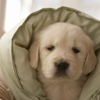 Emergency Pet Care gallery