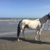 Galveston Island Horse and Pony Rides gallery