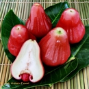 California Tropical Fruit Tree - Nurseries-Plants & Trees