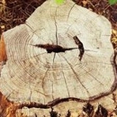 Homestead Tree Experts Inc - Stump Removal & Grinding