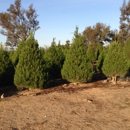 Christmas Conifers - Christmas Trees