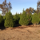 Christmas Conifers