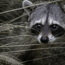 Taps Wildlife Control Services - Pest Control Services