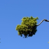 Tree Of Life Trimming Services gallery