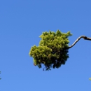 Tree Of Life Trimming Services - Tree Service