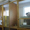 North Pole Kennels gallery
